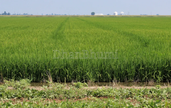 featured_img