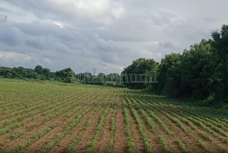 property_images/agricultural_in_ahmedabad_1791528259_6ac88d43bfe9d.png