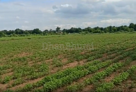 property_images/agricultural_in_ahmedabad_1791886439_6ace04676ed86.png