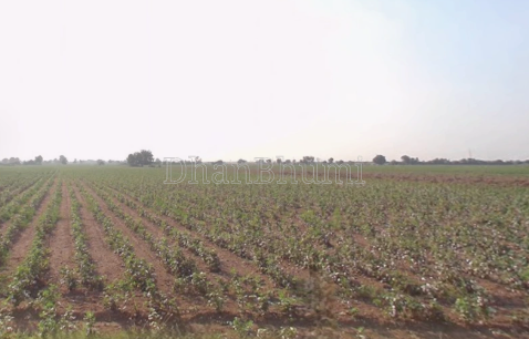 property_images/agricultural_in_ahmedabad_1791890199_6ace13176789f.png