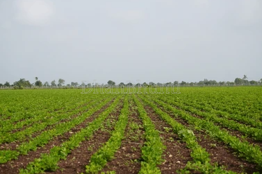 property_images/agricultural_in_ahmedabad_1792046619_6ad0761bd4102.png
