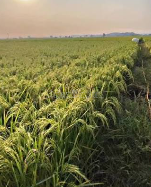 property_images/agricultural_in_ahmedabad_1792409365_6ad5ff1583b33.PNG