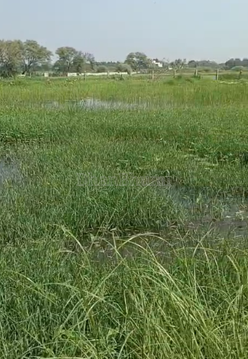 property_images/agricultural_in_ahmedabad_1792411042_6ad605a250e2a.PNG