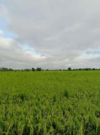 property_images/agricultural_in_ahmedabad_1792411301_6ad606a5ca894.PNG