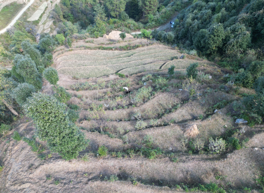 property_images/agricultural_in_almora_1792565375_6ad8607f71693.PNG