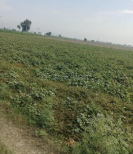 property_images/agricultural_in_alwar_1787385759_6a89579f8f49a.png