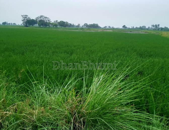 featured_img