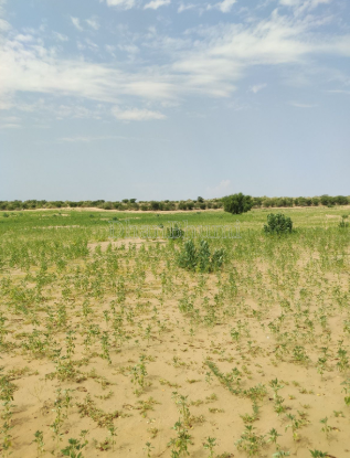 property_images/agricultural_in_amreli_1792048158_6ad07c1e81ae2.PNG