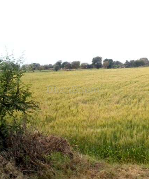 property_images/agricultural_in_anuppur_1781332263_6a2cf92781022.PNG