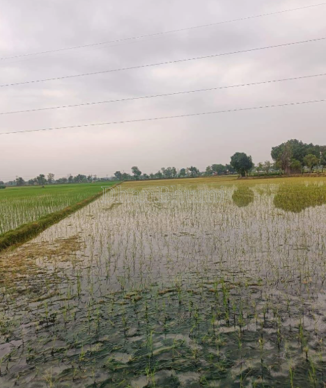 property_images/agricultural_in_azamgarh_1785393702_6a6af226aac0f.png