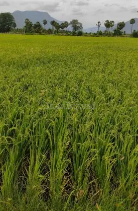 featured_img