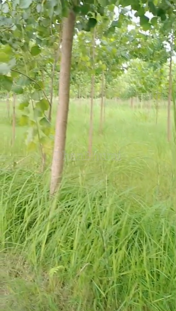 property_images/agricultural_in_bareilly_1781507623_6a2fa627c7871.png