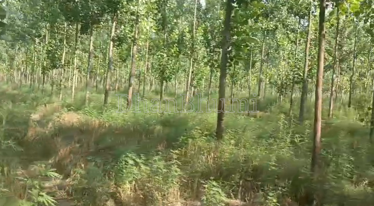 property_images/agricultural_in_bareilly_1782892002_6a44c5e2101c7.png