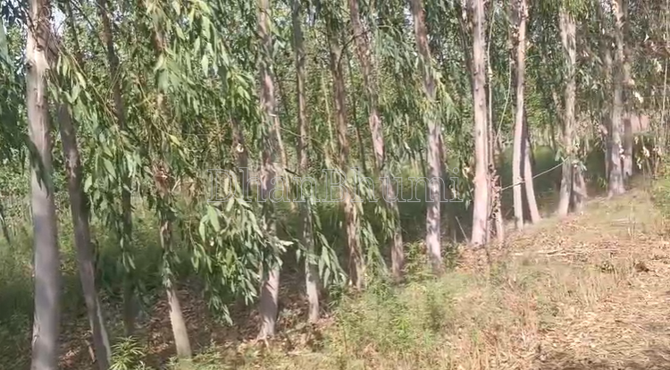 property_images/agricultural_in_bareilly_1782892002_6a44c5e239120.png