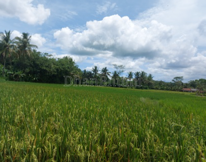 property_images/agricultural_in_bareilly_1785924458_6a730b6a099fd.png