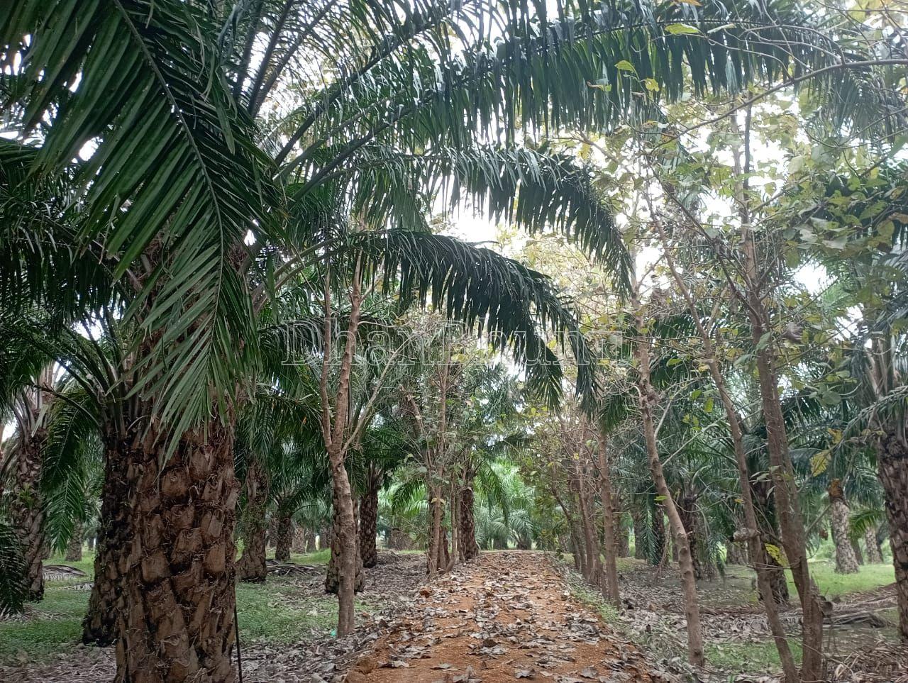 property_images/agricultural_in_bargarh_1782121193_6a3902e9820de.jpeg