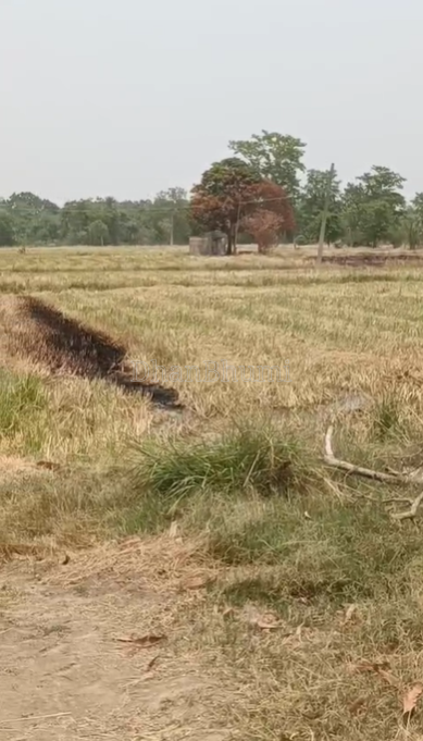 property_images/agricultural_in_bargarh_1783928268_6a5495ccb3f5c.png