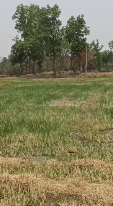 property_images/agricultural_in_bargarh_1783928268_6a5495ccebd1c.png