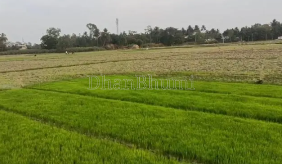 property_images/agricultural_in_belagavi_1785318392_6a69cbf8049c6.png