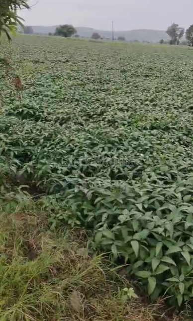 property_images/agricultural_in_bengaluru_bangalore_1788167333_6a9544a559127.png