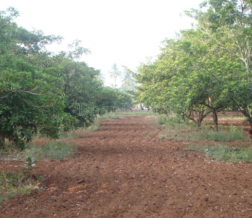 property_images/agricultural_in_betul_1792221773_6ad3224d91299.png