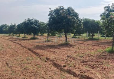 property_images/agricultural_in_betul_1792222650_6ad325ba341d5.png