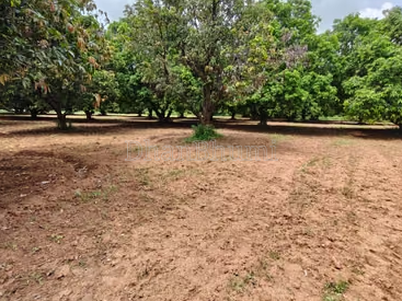 property_images/agricultural_in_betul_1792223615_6ad3297f7ad1c.png