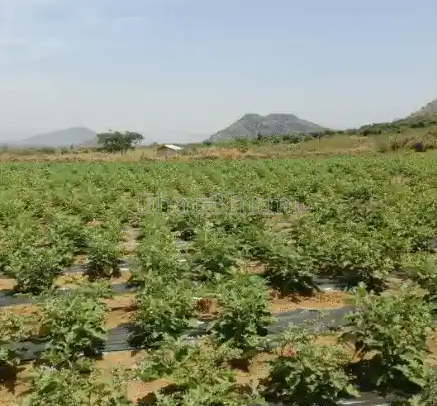 property_images/agricultural_in_betul_1792226811_6ad335fba1133.png