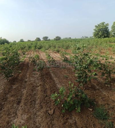 property_images/agricultural_in_betul_1792227016_6ad336c853d49.png