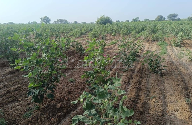 property_images/agricultural_in_betul_1792227390_6ad3383e9baaf.png