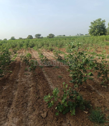 property_images/agricultural_in_betul_1792227796_6ad339d4ba59e.png