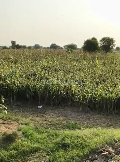 property_images/agricultural_in_bharuch_1792661380_6ad9d7849069b.PNG
