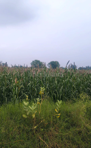 property_images/agricultural_in_bharuch_1792661759_6ad9d8ff2f2e5.PNG