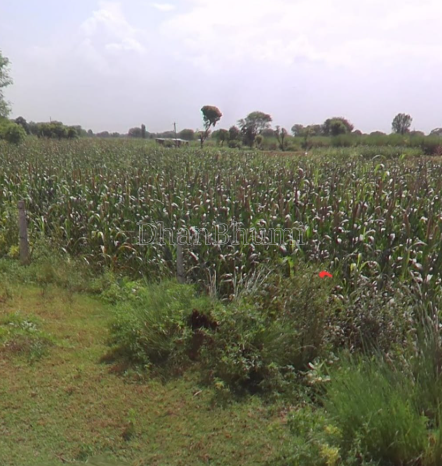 property_images/agricultural_in_bharuch_1792661782_6ad9d916ee95d.PNG