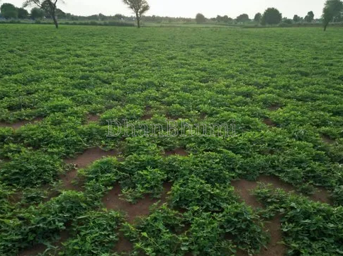 property_images/agricultural_in_bhavnagar_1789711316_6aacd3d437af7.PNG