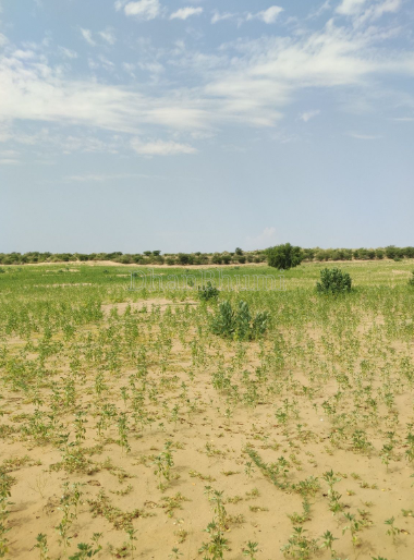 property_images/agricultural_in_bhilwara_1783752668_6a51e7dccac6a.PNG