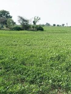 property_images/agricultural_in_bhopal_1781249496_6a2bb5d8bafc8.jpg