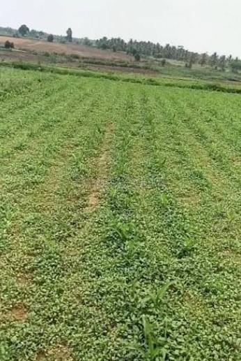 property_images/agricultural_in_bhopal_1781249496_6a2bb5d8c7b7a.jpg