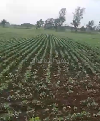 property_images/agricultural_in_bhopal_1790237838_6ab4dc8e71fc1.png
