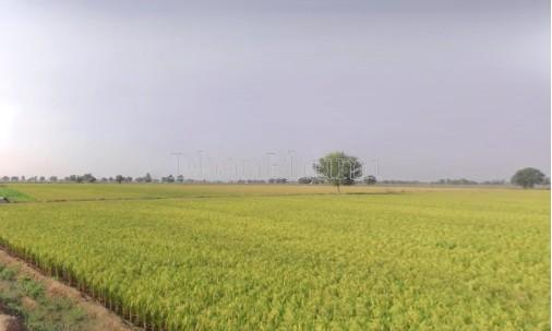 property_images/agricultural_in_bikaner_1780572712_6a2162289e61e.jpg