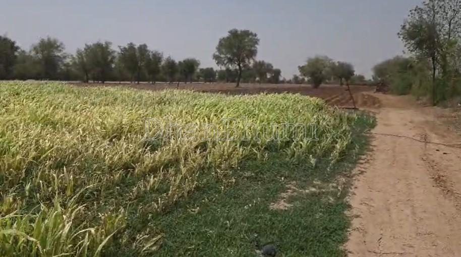property_images/agricultural_in_bikaner_1782294550_6a3ba816080e9.jpg