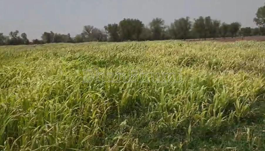 property_images/agricultural_in_bikaner_1782294550_6a3ba8161ea53.jpg