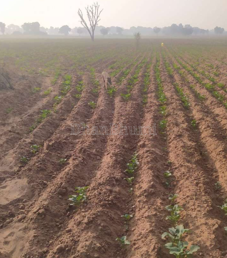 property_images/agricultural_in_birbhum_1788245780_6a96771432ae9.png