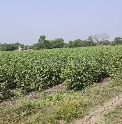 property_images/agricultural_in_buldhana_1792228049_6ad33ad14fc69.png
