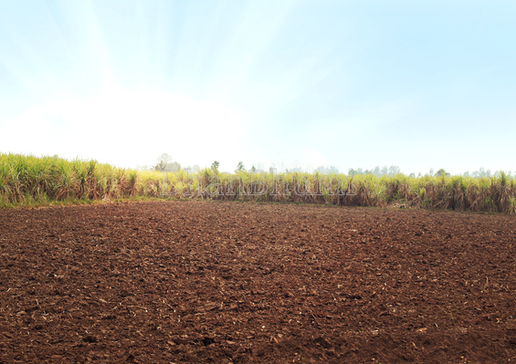 property_images/agricultural_in_chhapra_1789549950_6aaa5d7e891d2.png