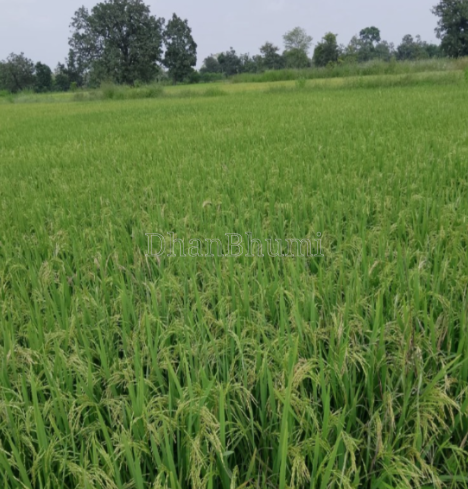 featured_img