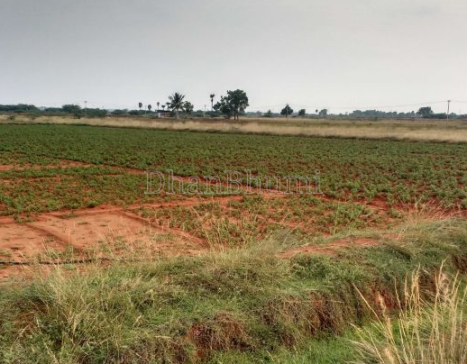 property_images/agricultural_in_chhindwara_1791800468_6accb4949b419.png