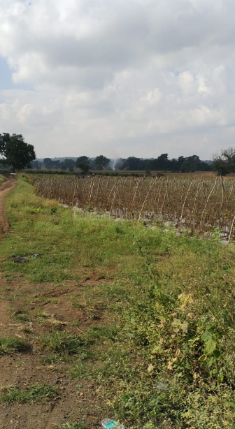 property_images/agricultural_in_chhindwara_1791890024_6ace12685eb54.PNG