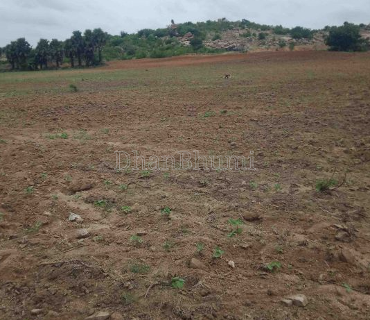 property_images/agricultural_in_datia_1788948331_6aa12f6b03e33.png