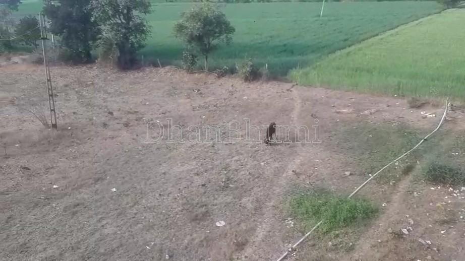 property_images/agricultural_in_dewas_1782802333_6a43679d50189.jpg